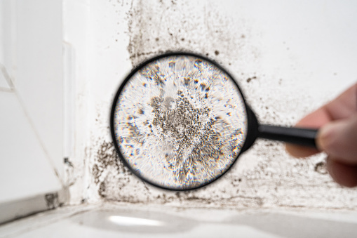 Photo of How Often Should We Get Mold Removal Services – Complete Guide