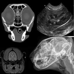 Photo of Global Veterinary Imaging Market Impressive Growth by Market Revenue Forecast 2022-2028