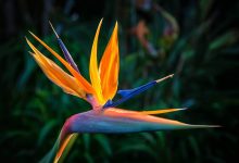 Photo of The Importance of a Bird of Paradise Plant in Your House
