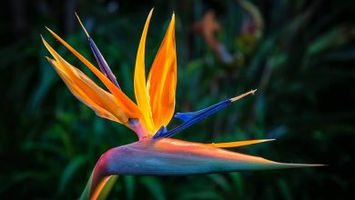 Photo of The Importance of a Bird of Paradise Plant in Your House