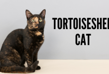 Photo of 8 Facts The Tortoiseshell Cat – Personality, Lifespan, Appearance, and More Tortoiseshell cat personality