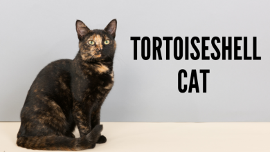 Photo of 8 Facts The Tortoiseshell Cat – Personality, Lifespan, Appearance, and More Tortoiseshell cat personality
