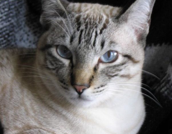 Photo of What is a Lynx Point Siamese cat? Your 101 Guide